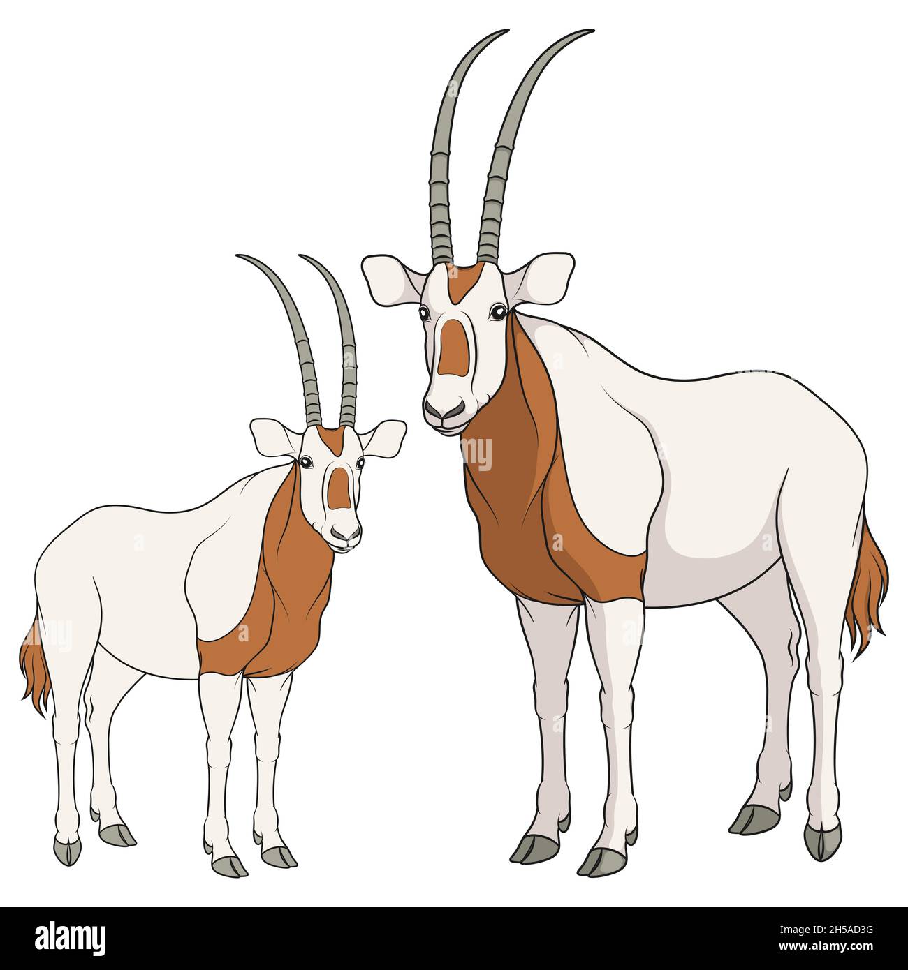 Conjunto de ilustraciones en color con antílope oryx blanco. Objetos vectoriales aislados sobre fondo blanco. Ilustración del Vector