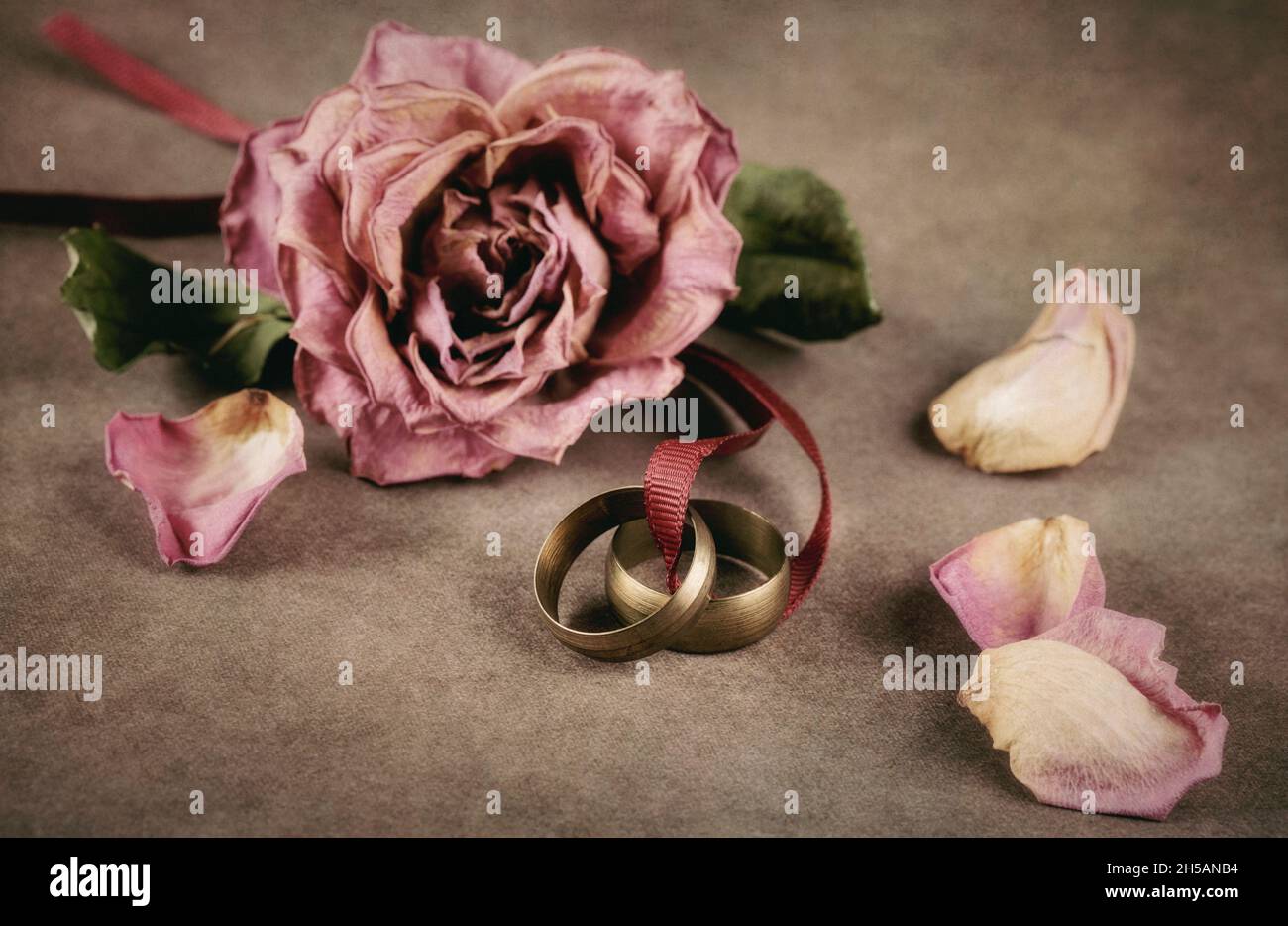 Rosa marchita y dos anillos Foto de stock