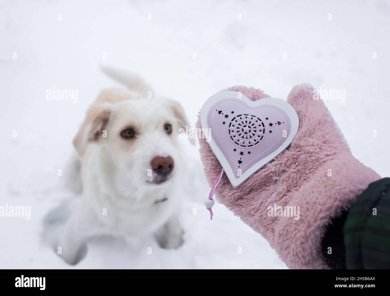 hocico de un perro blanco y la mano de una mujer en manoplas rosadas suaves  que sostienen un corazón de recuerdo. Amor por una mascota. Amistad de  personas y animales. Frío de