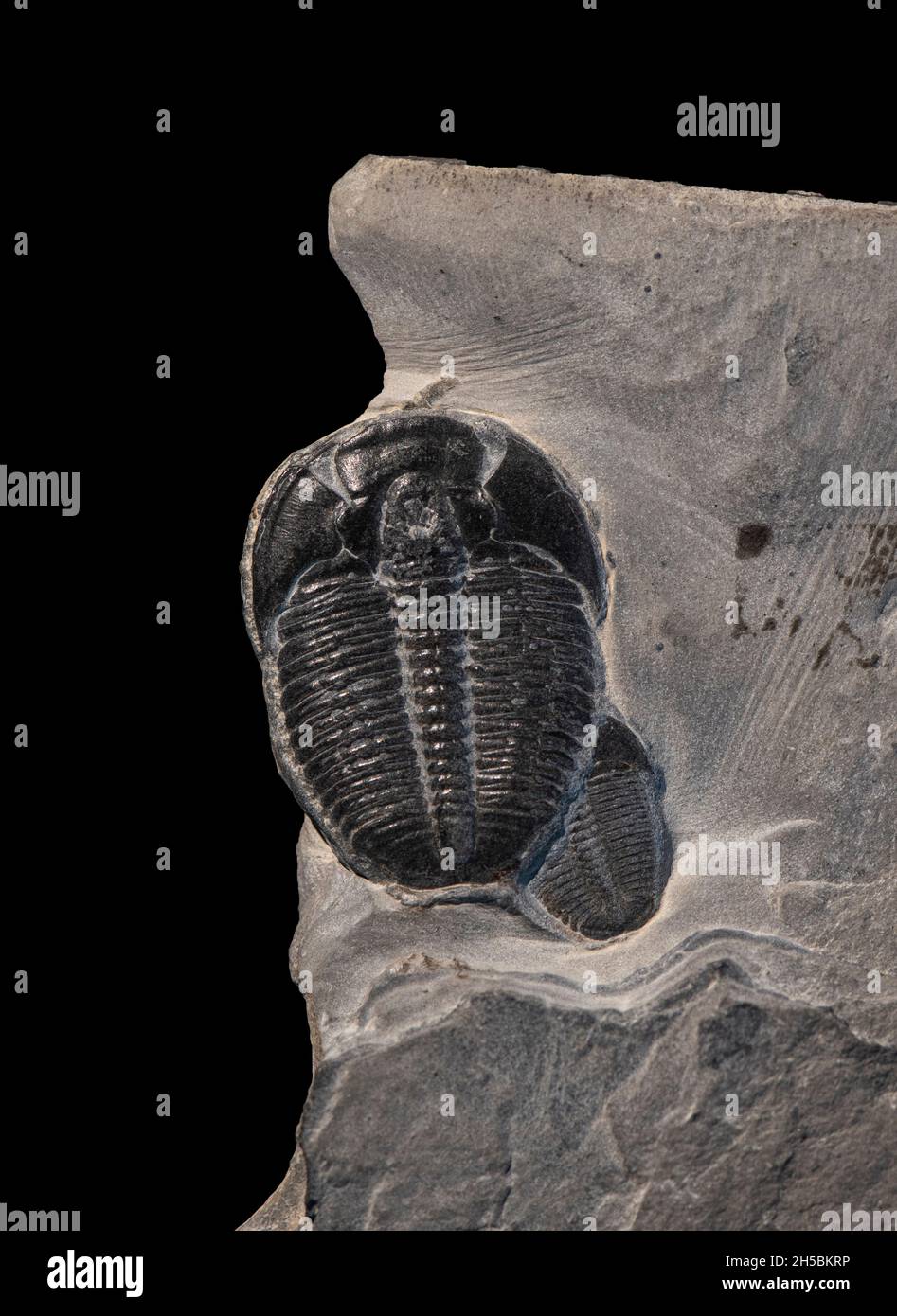 Trilobita fósil: Elrathia kingii. Cámbrico medio. Utah, Arizona. Foto de stock