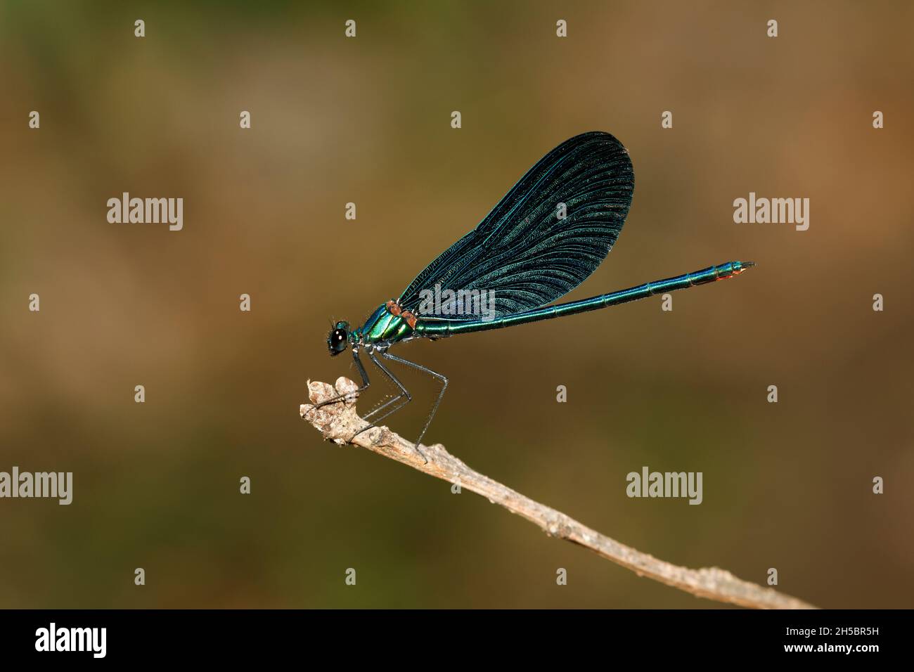 Hombre hermoso Demoiselle (Calopteryx virgo) se estableció en una ramita y visto en perfil Foto de stock