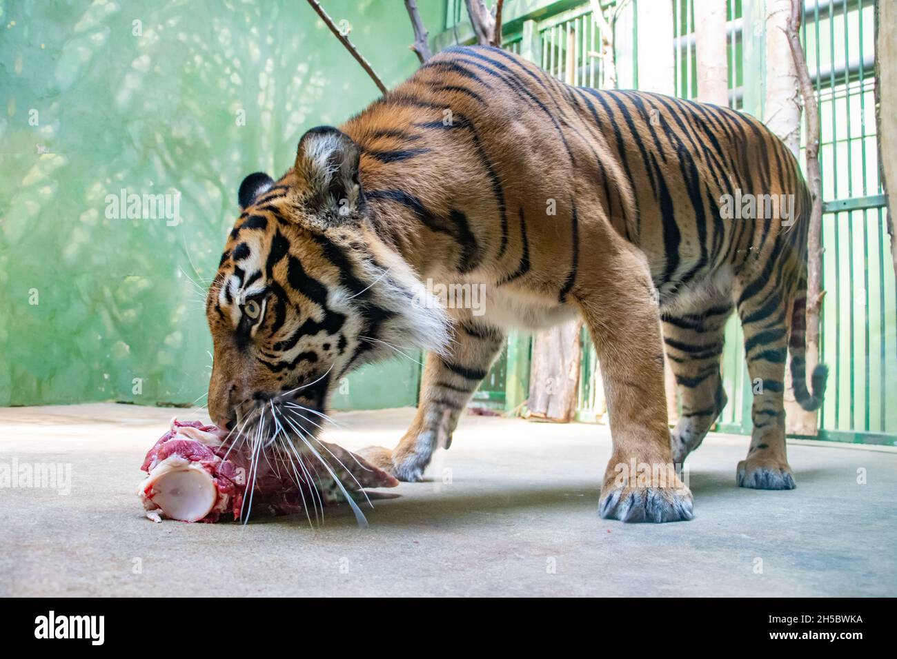 El tigre de Sumatra (Panthera tigris sumatrae) come carne en cautiverio. Foto de stock