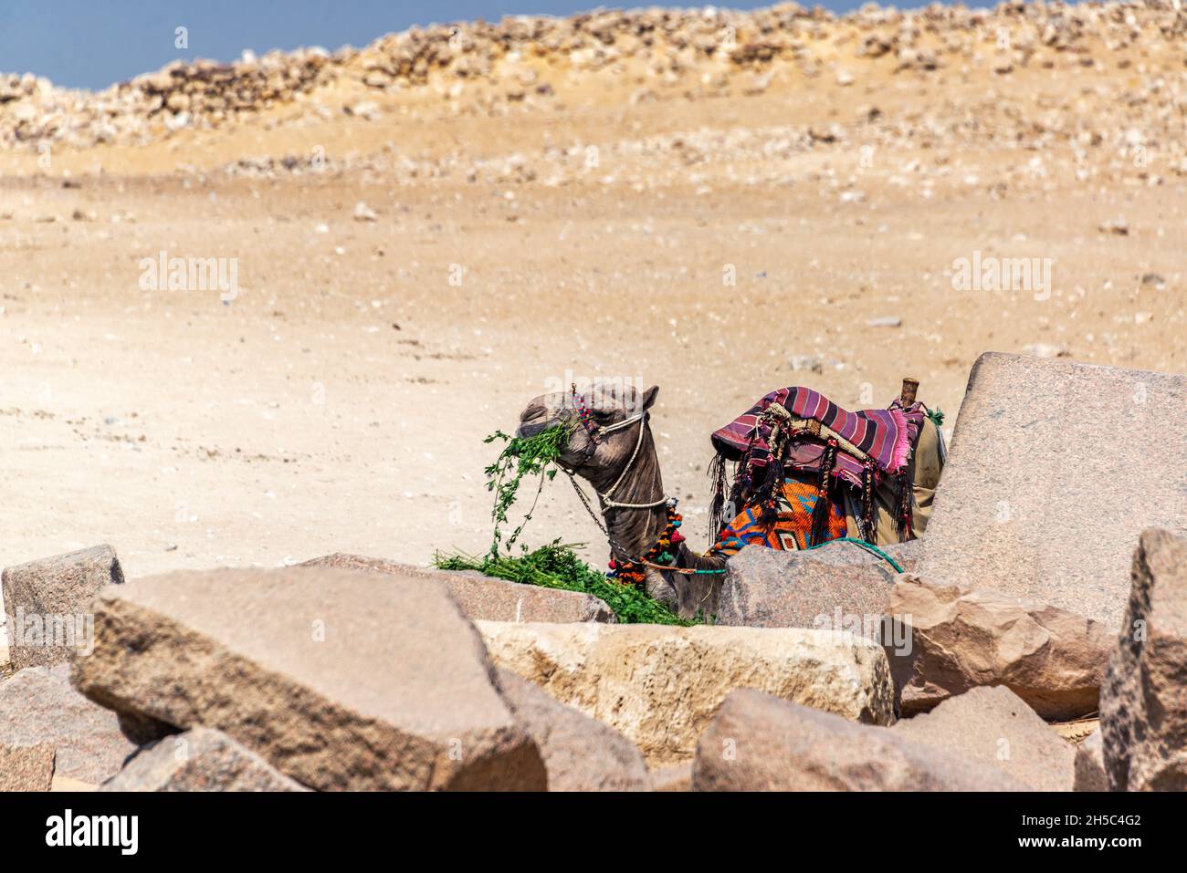 Camello comiendo cerca de la Gran Pirámide de Giza en Egipto Foto de stock