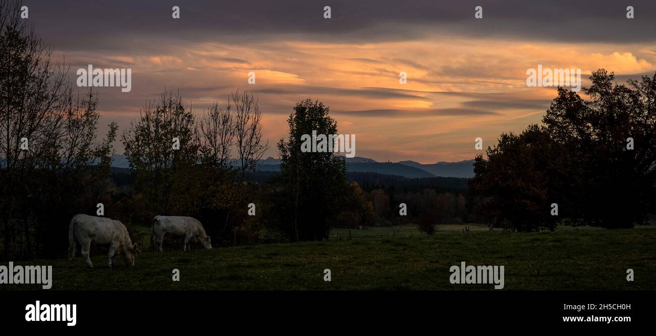 Noche con vacas en un pasto con montañas en el fondo, Alta Baviera Foto de stock