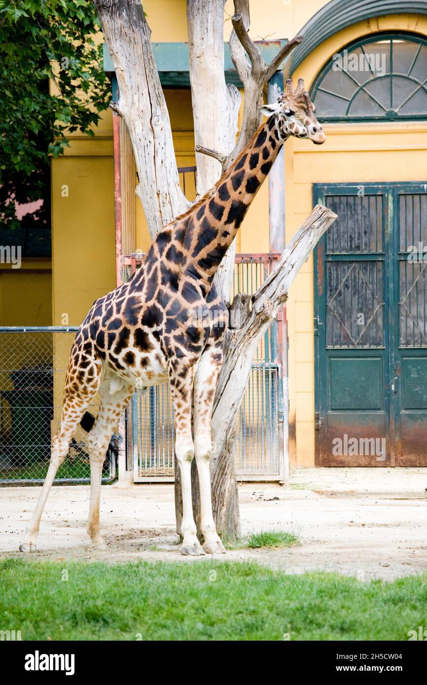 Giraffe de Rothschild, Giraffe de Rothschild, Giraffe de Baringo, Giraffe de Uganda (Giraffa camelopardalis rothschildi), en el recinto exterior Foto de stock
