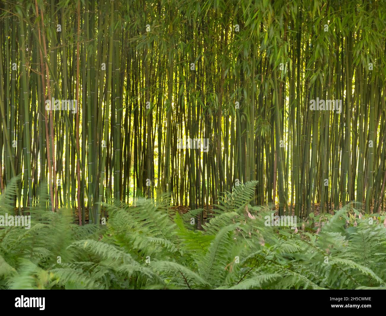 Helechos con bambú en el fondo en el jardín botánico, Alemania, Hamburgo, Flottbeck Foto de stock
