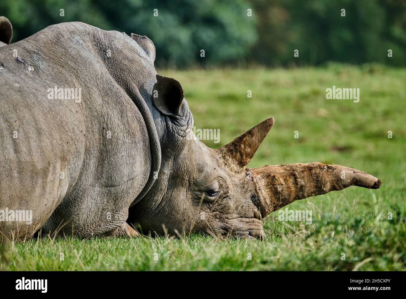 Descansando White Rhino Foto de stock