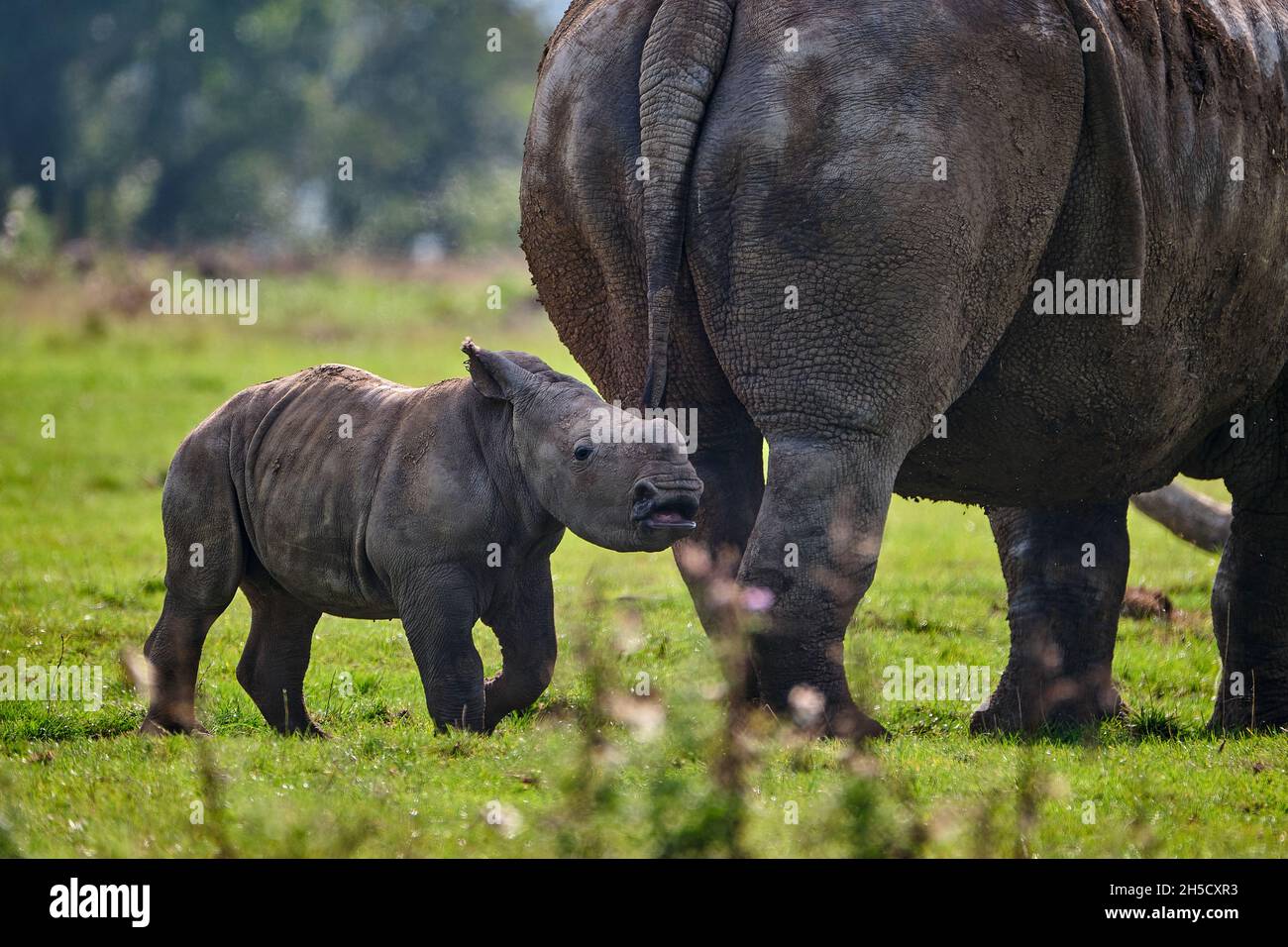 Rinoceronte blanco Calf y madre Foto de stock