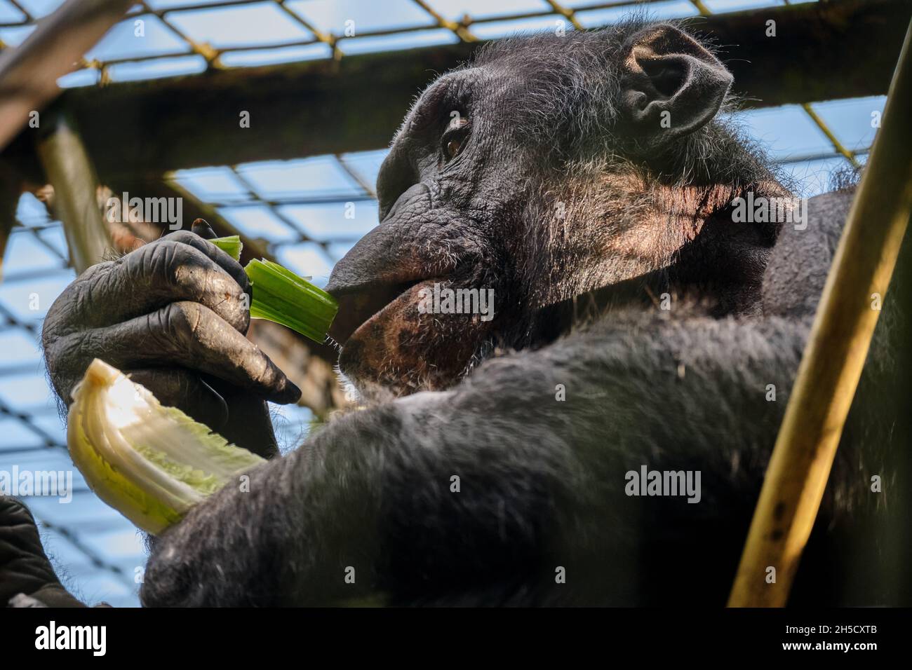 Chimpancé comiendo hojas. Foto de stock