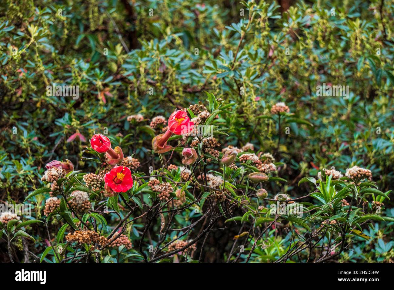 Bosque de queñual (Polylepis) en el pueblo de Quinua, Pasco, Perú, Sudamérica Foto de stock