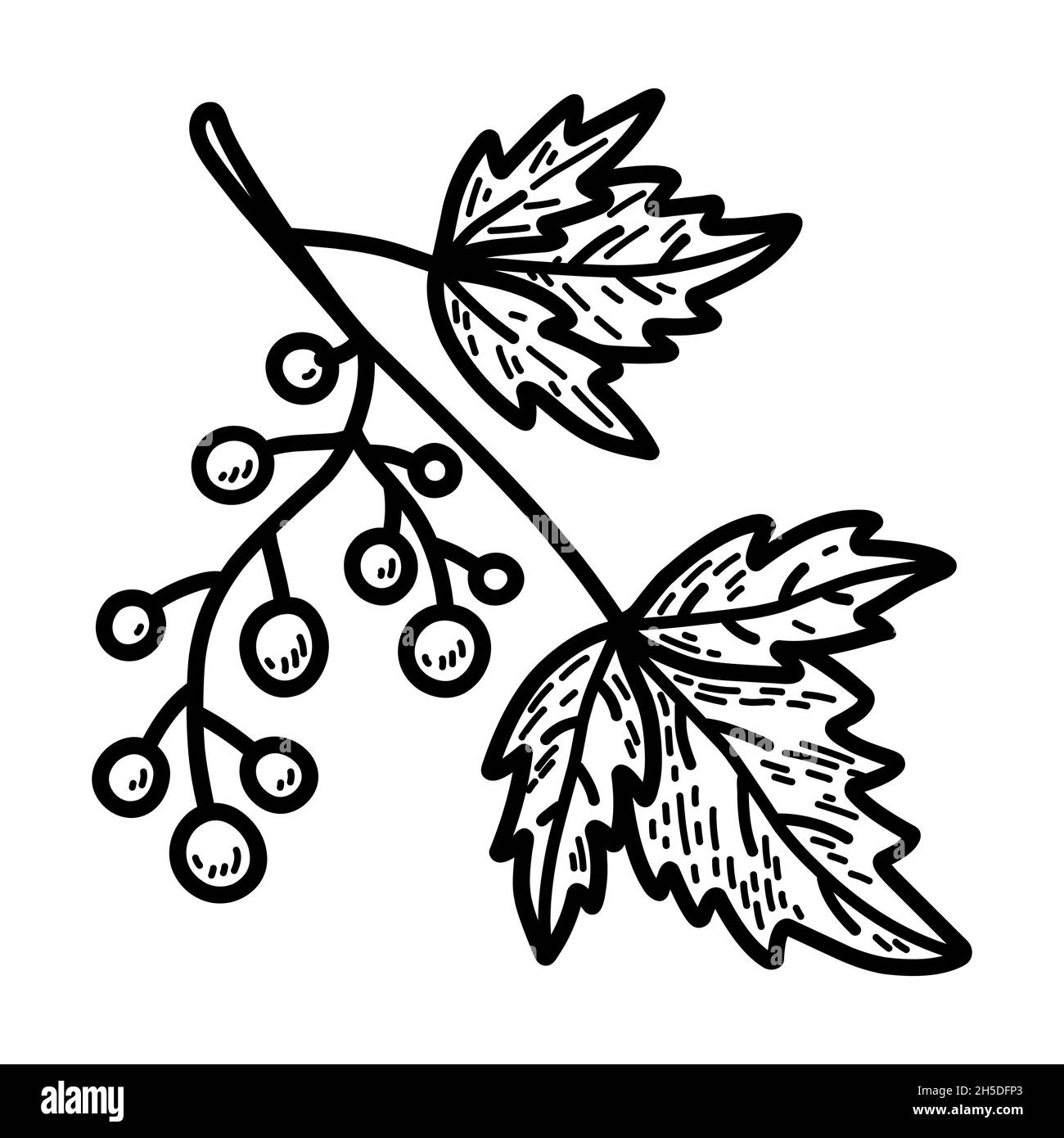 Ramitas con bayas y hojas aisladas sobre fondo blanco. Ilustración vectorial dibujada a mano en estilo fideos. Perfecto para diseños de otoño, tarjetas, logotipos y decoraciones. Ilustración del Vector