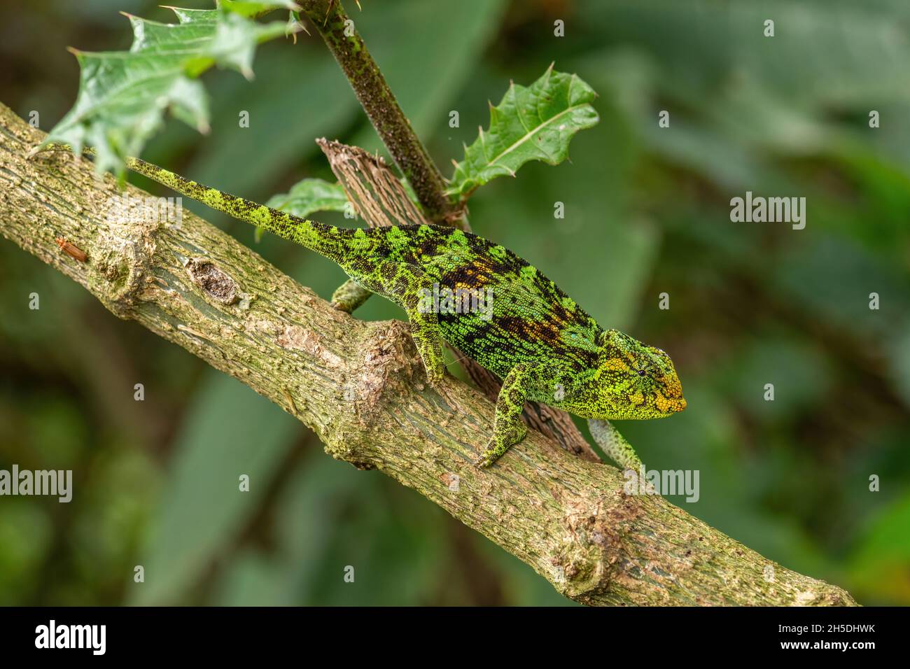 Chameleon de Johnston -Trioceros johnstoni, hermoso lagarto de colores de bosques y arbustos africanos, Bwindi, Uganda. Foto de stock