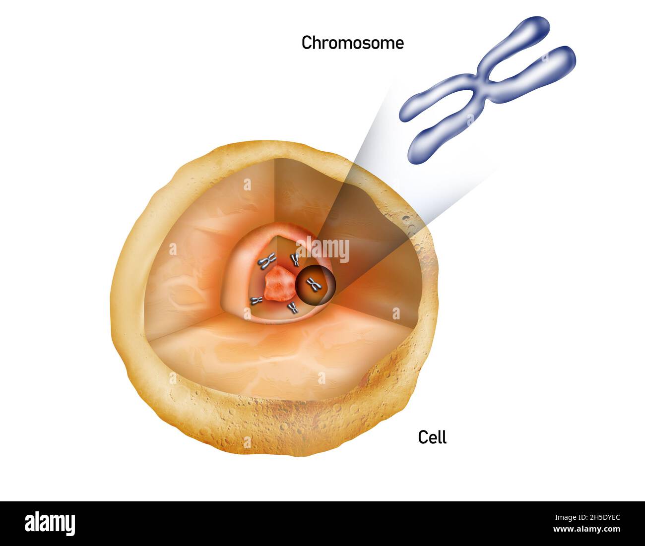 Cromosomas en el núcleo de una célula, estructura celular con ilustración cromosómica Foto de stock