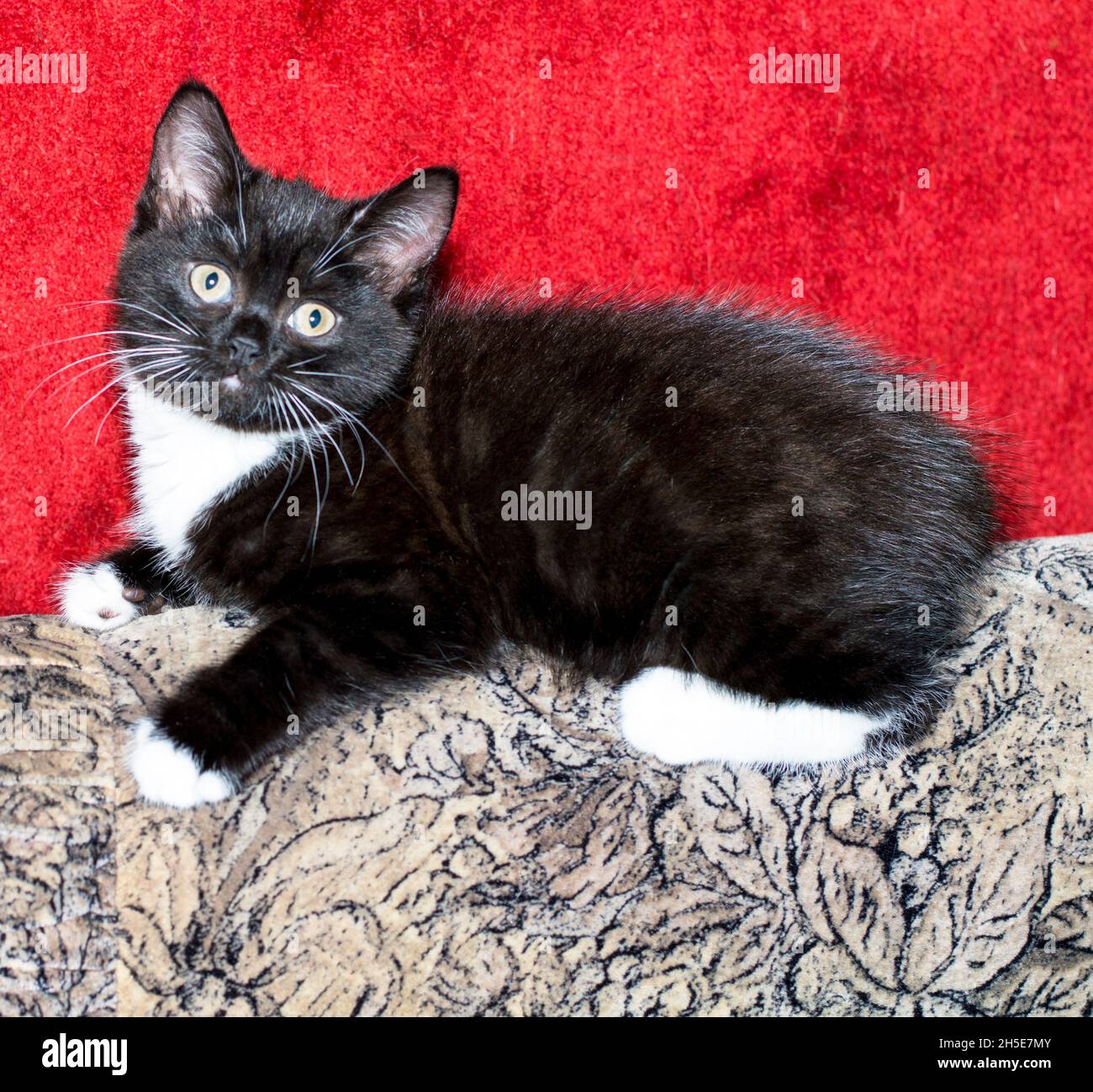 gatito bicolor blanco y negro en el sofá, sobre el fondo de la alfombra, gatos y gatitos domésticos tema Foto de stock