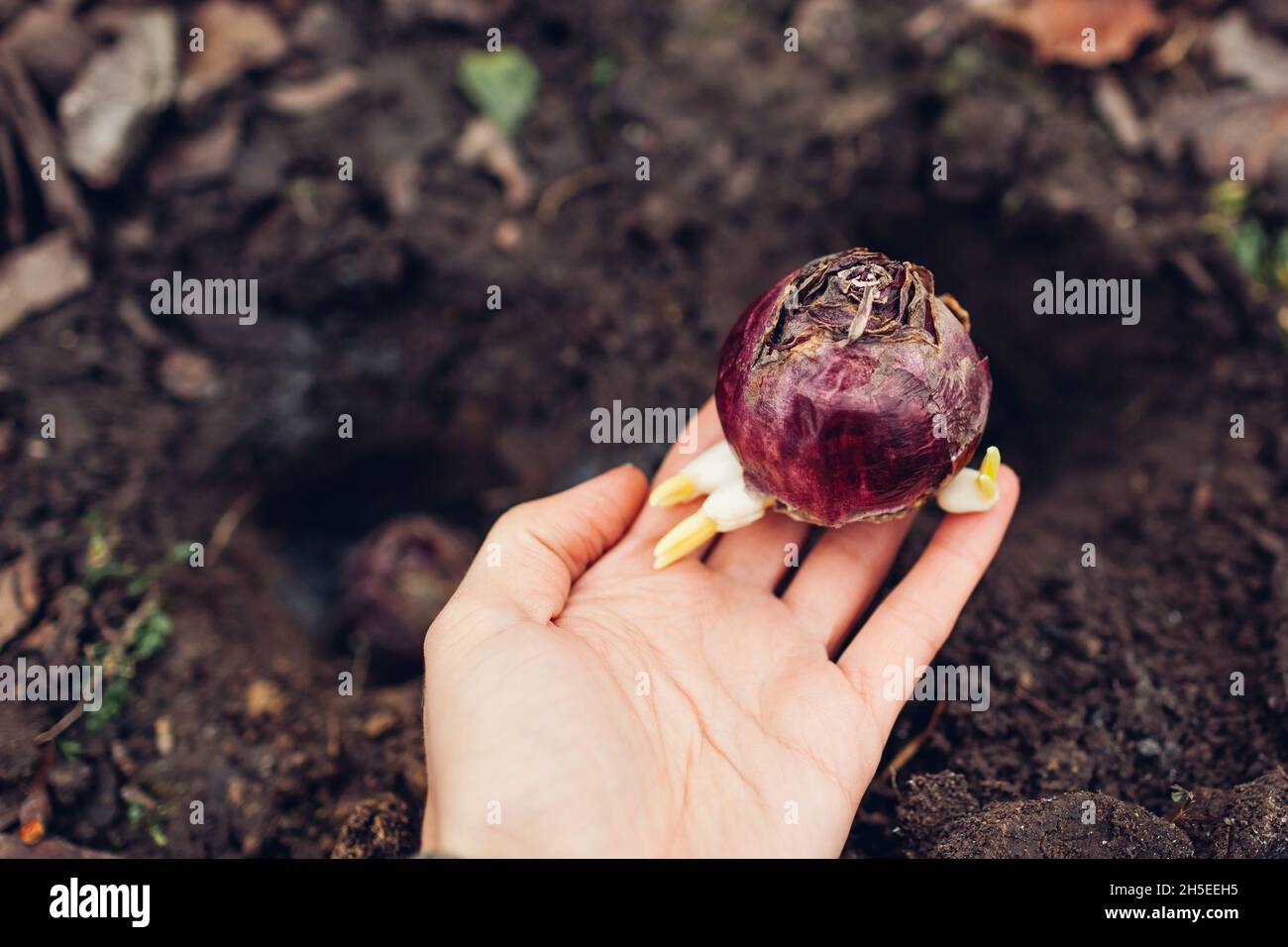 Bombilla morada fotografías e imágenes de alta resolución - Página 5 - Alamy