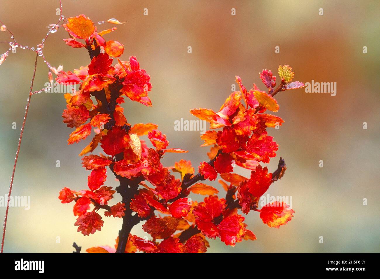 Abedul enano. Betula nana, Betulaceae, colores otoñales, gotas de lluvia, otoño, Arbusto, planta, Noruega Foto de stock