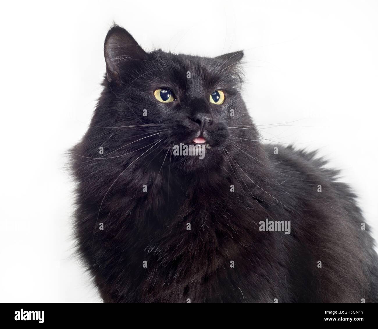Imagen divertida de un gato negro pegando su tong hacia fuera un pedacito minúsculo. Foto de stock