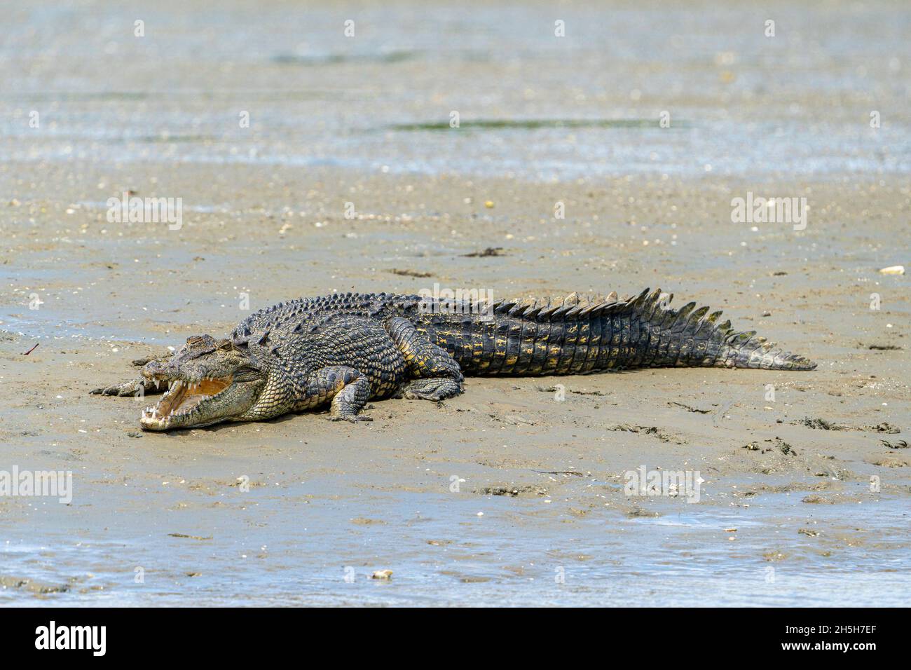 Cocodrilo estuarino o cocodrilo de agua salada (Crocodylus porosus) tomando sol sobre lodo plano en marea baja. Norte de Queensland, Australia Foto de stock