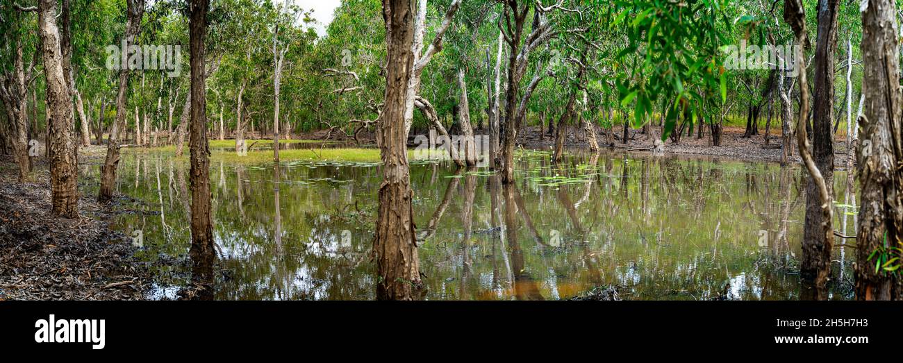 Pantano de Paperbark en temporada seca, Península de Cape York, Norte de Queensland. Australia Foto de stock