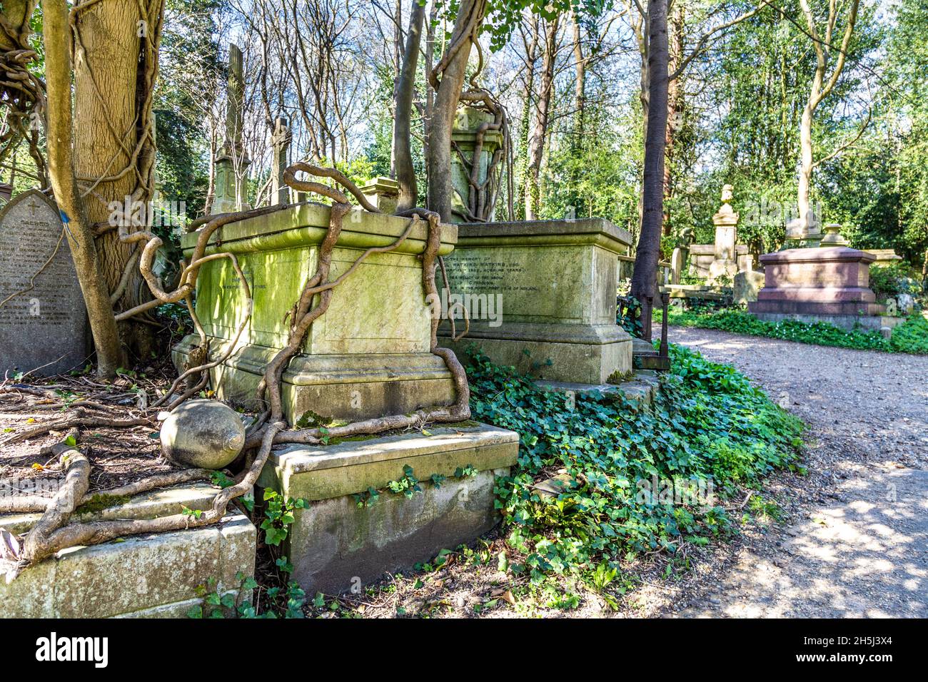 Tumba de pecho cubierta con gruesas raíces de árboles en Highgate Cemetery West, Londres, Reino Unido Foto de stock