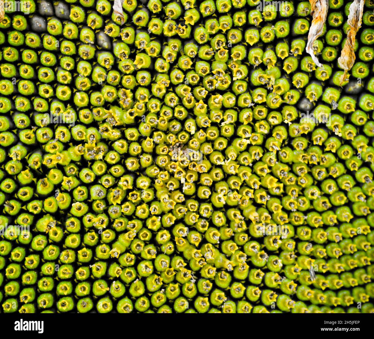 Las semillas comienzan a formarse en el centro de una cabeza de girasol creando patrones naturales impresionantes Foto de stock