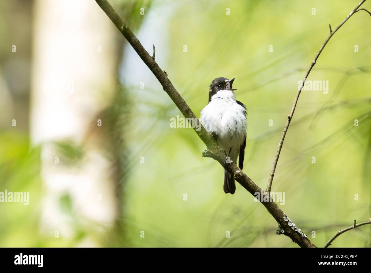 Macho adulto europeo pied flycatcher, Ficedula hypoleuca encaramado y cantando en un soleado día de primavera en un bosque boreal. Foto de stock