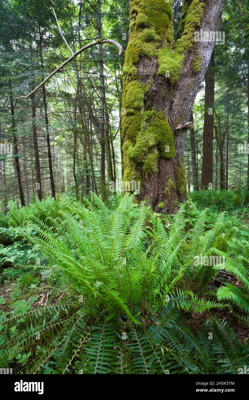 Los helechos y Bosques en bosques y jardines, Courtenay, British Columbia, Canadá Foto de stock