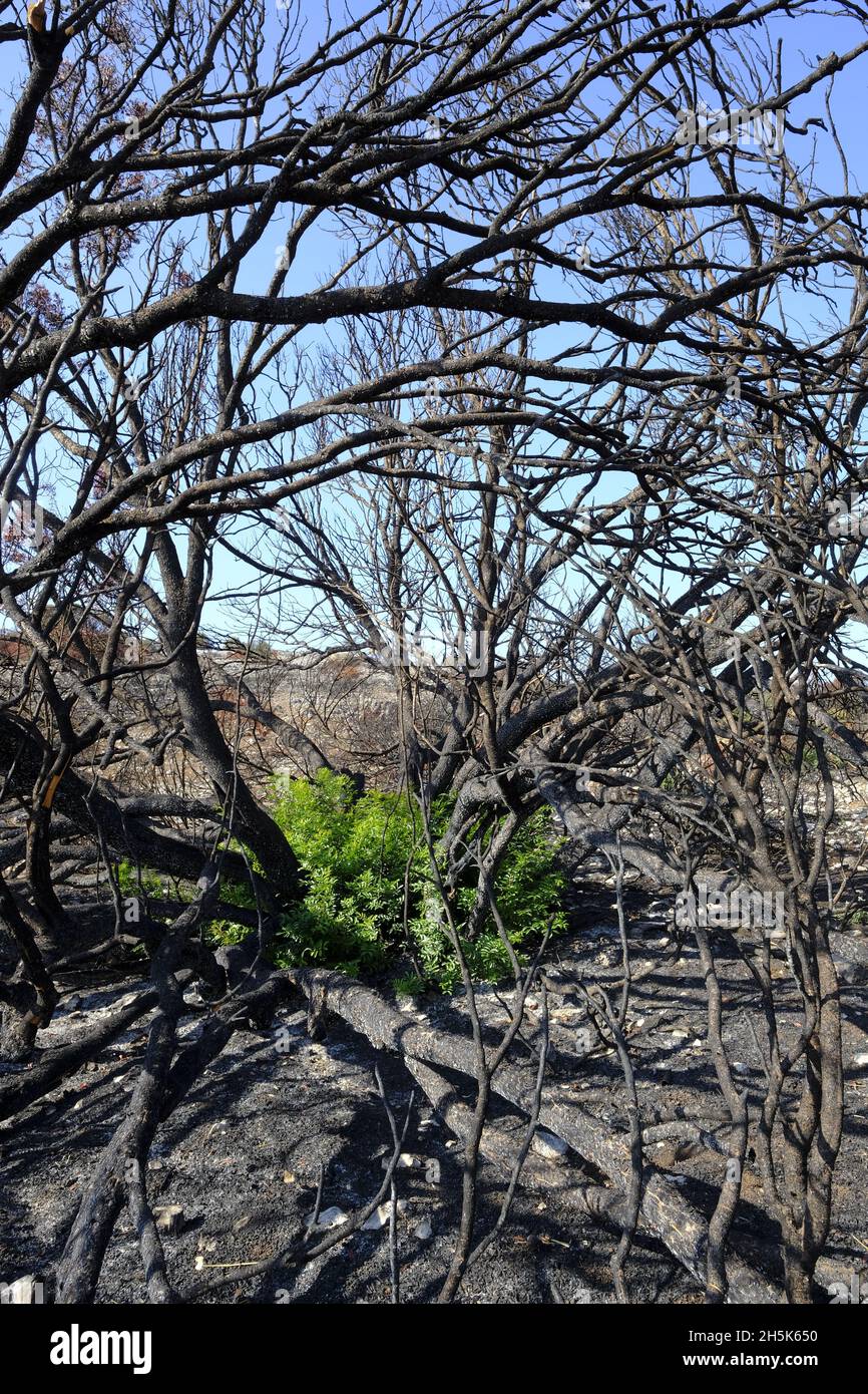 Rebrote de plantas 3 meses después de un incendio veraniego en la región de Algar del Parque Natural Sierras Subbéticas, provincia de Córdoba, Andalucía, España Foto de stock