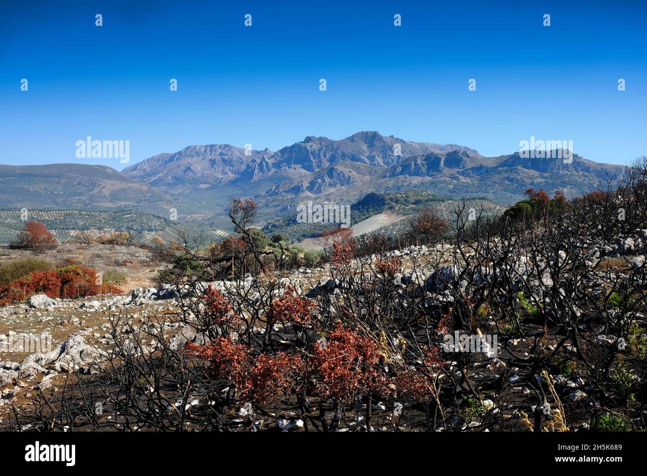 Paisaje de árboles y plantas quemados y aislados después de un incendio forestal en la región de Algar del Parque Natural de Sierras Subbéticas, Andalucía, España Foto de stock