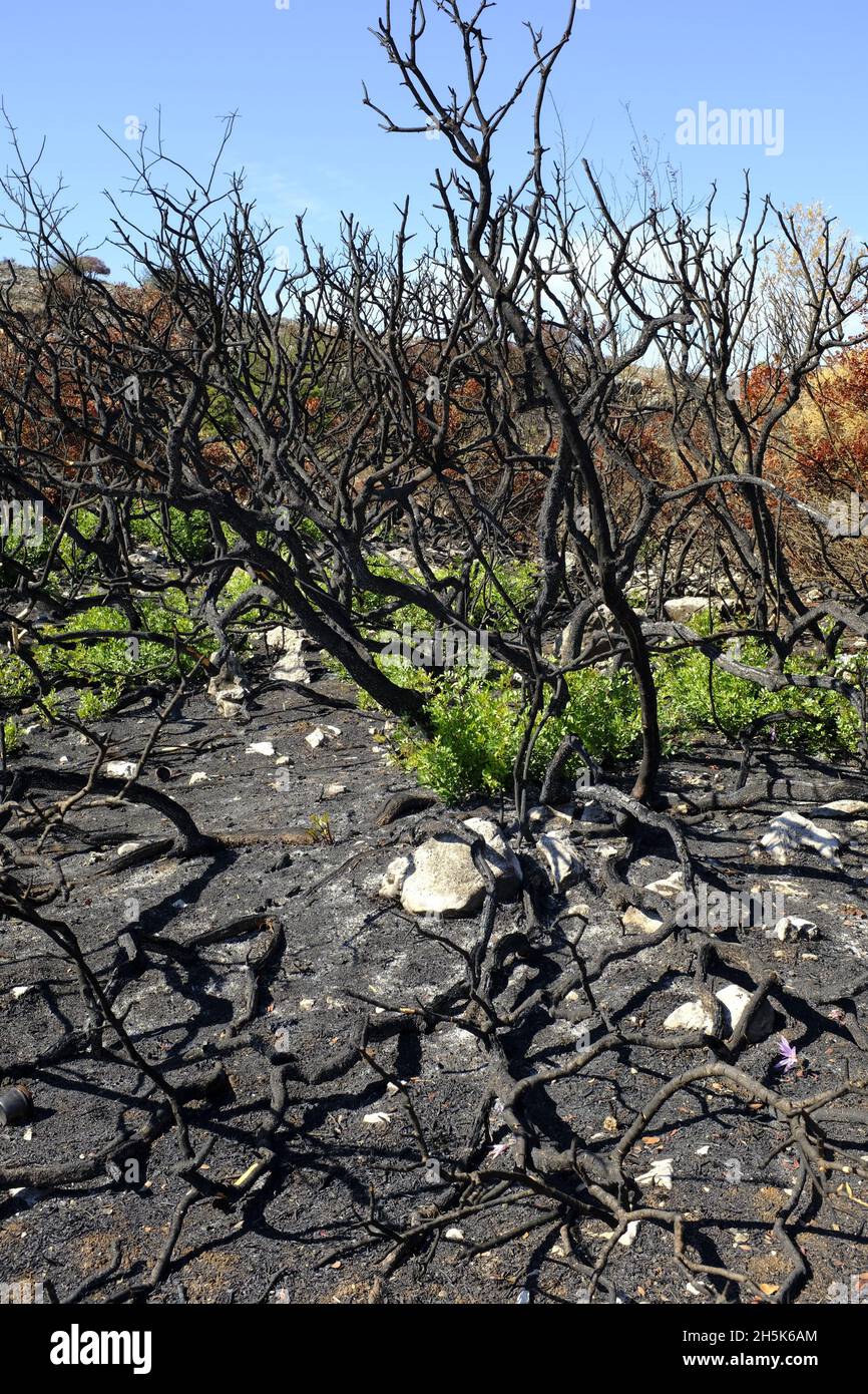 Rebrote de plantas 3 meses después de un incendio veraniego en la región de Algar del Parque Natural Sierras Subbéticas, provincia de Córdoba, Andalucía, España Foto de stock
