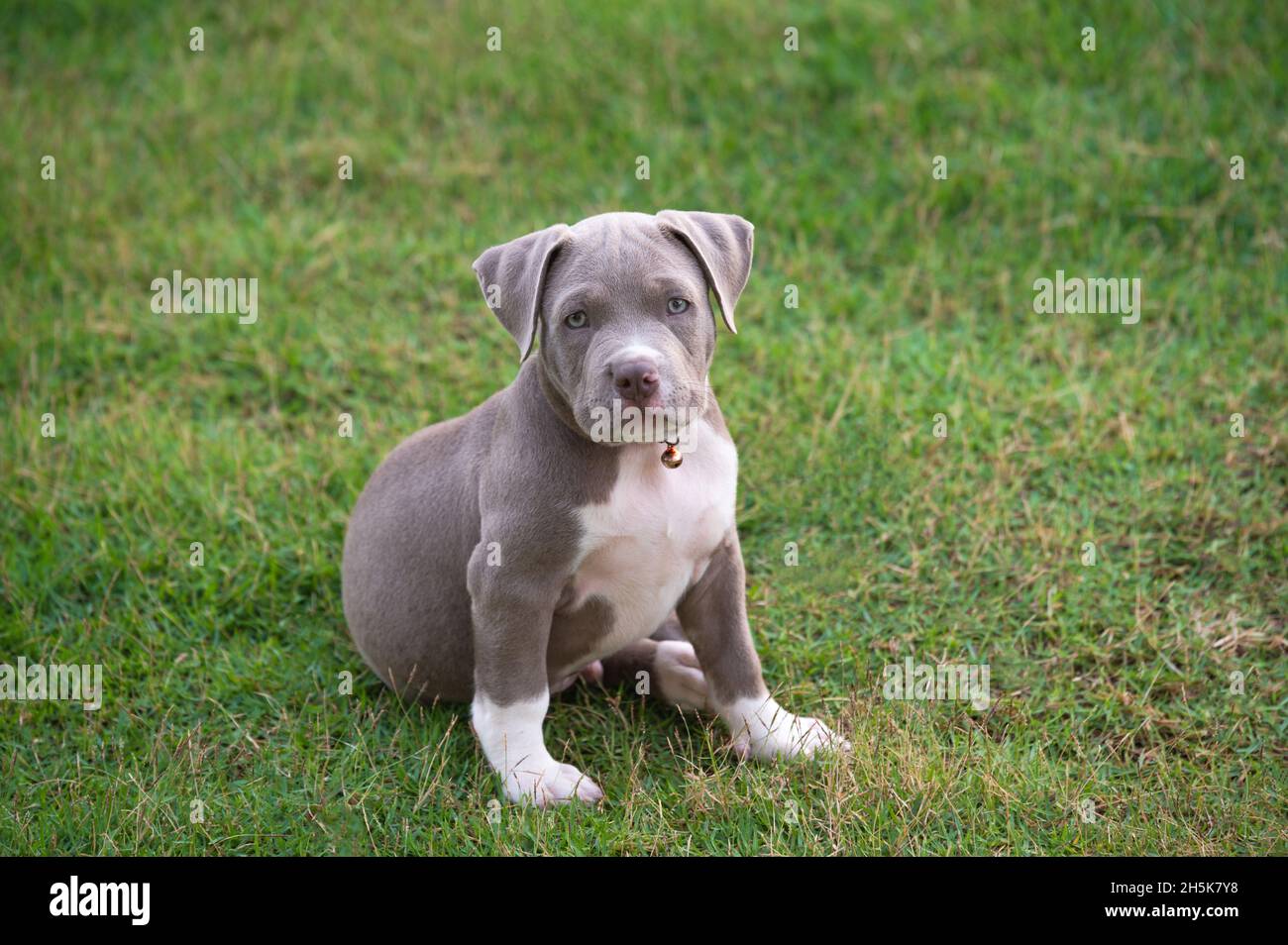 Perrito sentado en el césped, perrito americano de matones, Mascotas  graciosas y Cute Fotografía de stock - Alamy