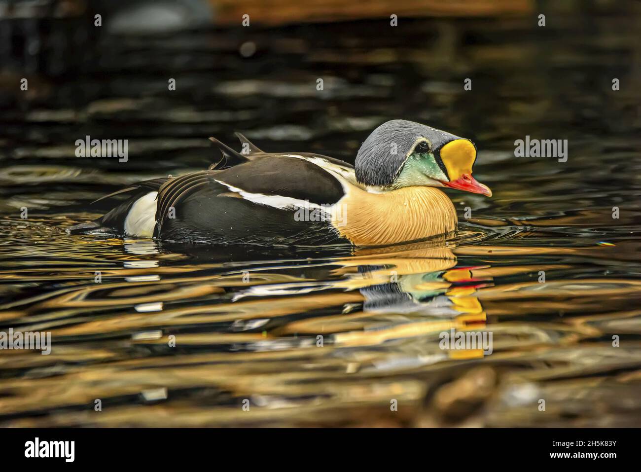 Rey Eider (Somateria spectabilis) disparó en el Seward Sealife Center en Seward; Seward, Alaska, Estados Unidos de América Foto de stock