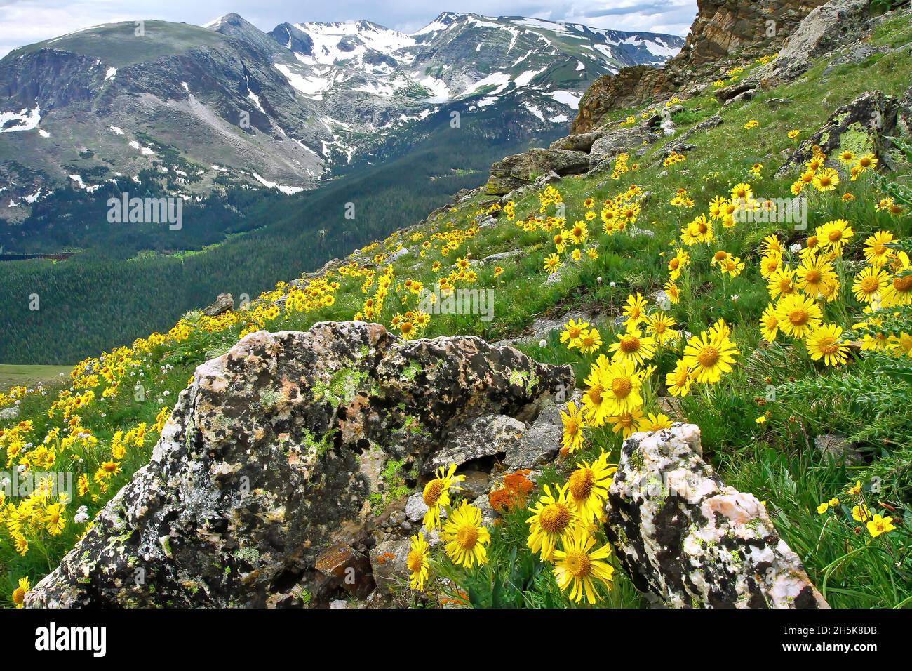 Montañas con girasoles amarillos salvajes que crecen en un prado al lado de la montaña cerca de Trail Ridge Road Foto de stock