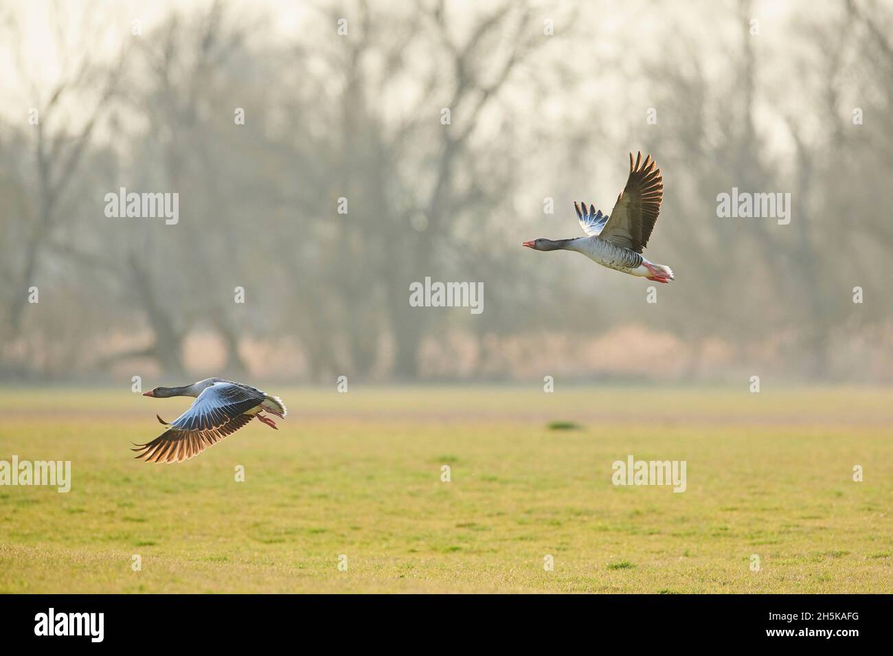 Graylag geese (Anser anser) volando bajo sobre un prado; Baviera, Alemania Foto de stock