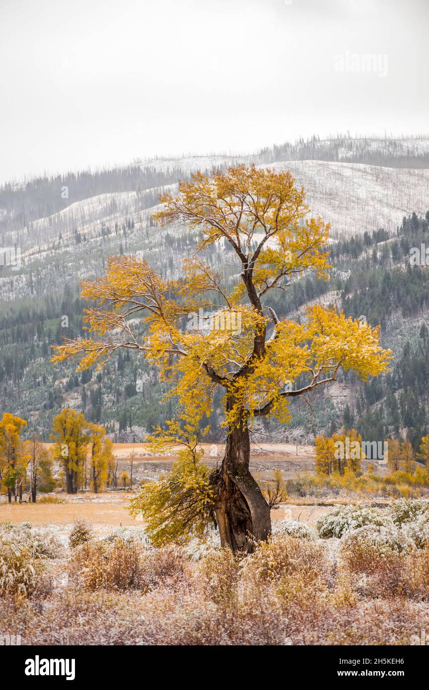 Follaje de otoño amarillo de un árbol de algodón de hoja estrecha (Populus angustifolia) en un paisaje cubierto de heladas en la cordillera abierta en el valle de Lamar Foto de stock