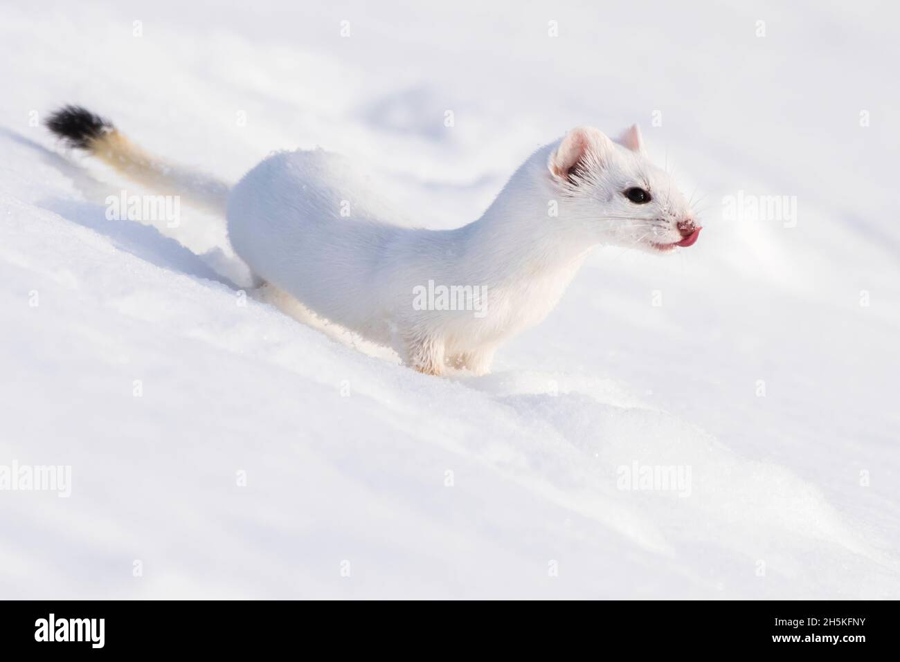 Un weasel de cola corta (Mustela erminea) camuflado en su abrigo blanco de invierno, con vistas al paisaje cubierto de nieve Foto de stock