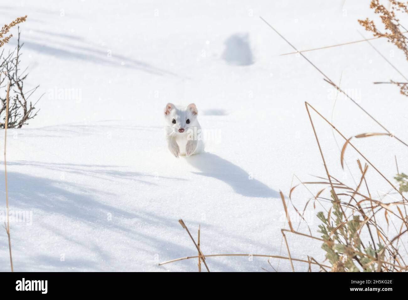Un weasel de cola corta (Mustela erminea) saltando en la nieve, mirando la cámara, camuflado en su abrigo blanco de invierno Foto de stock