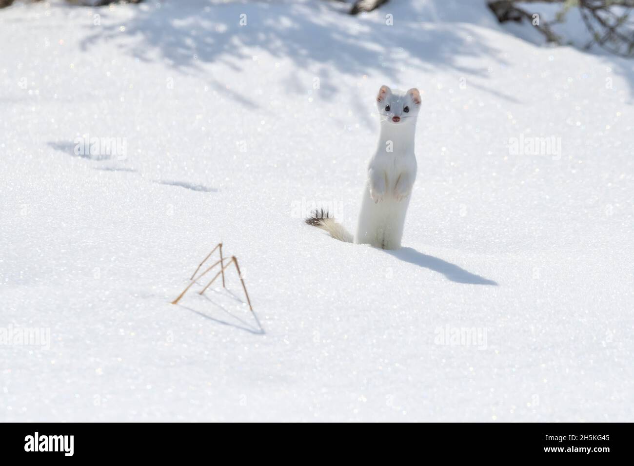 Un wetel de cola corta (Mustela erminea) está parado en la nieve mirando la cámara, camuflado en su abrigo blanco del invierno Foto de stock