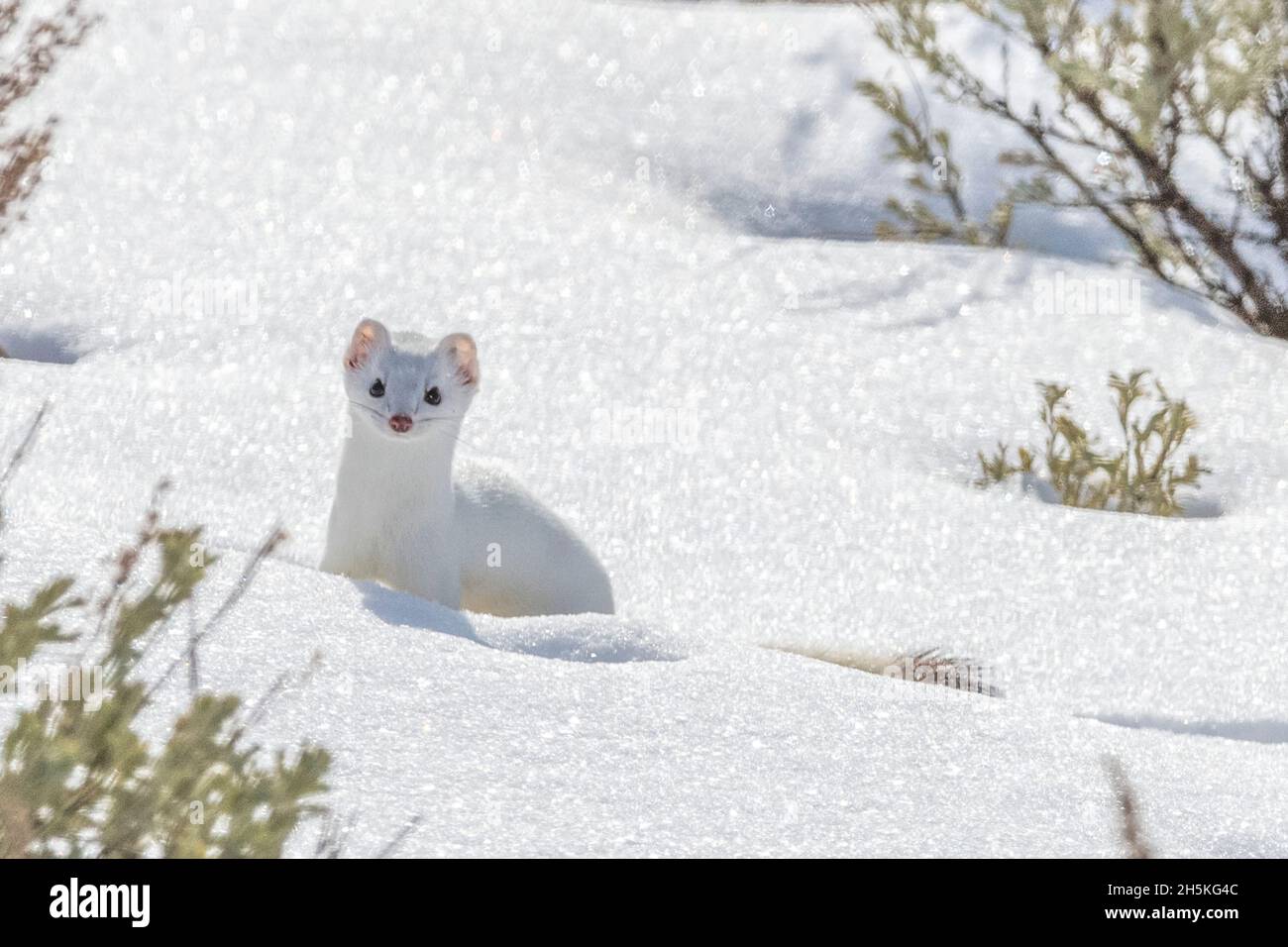 Un wetel de cola corta (Mustela erminea) está parado en la nieve mirando la cámara, camuflado en su abrigo blanco del invierno Foto de stock