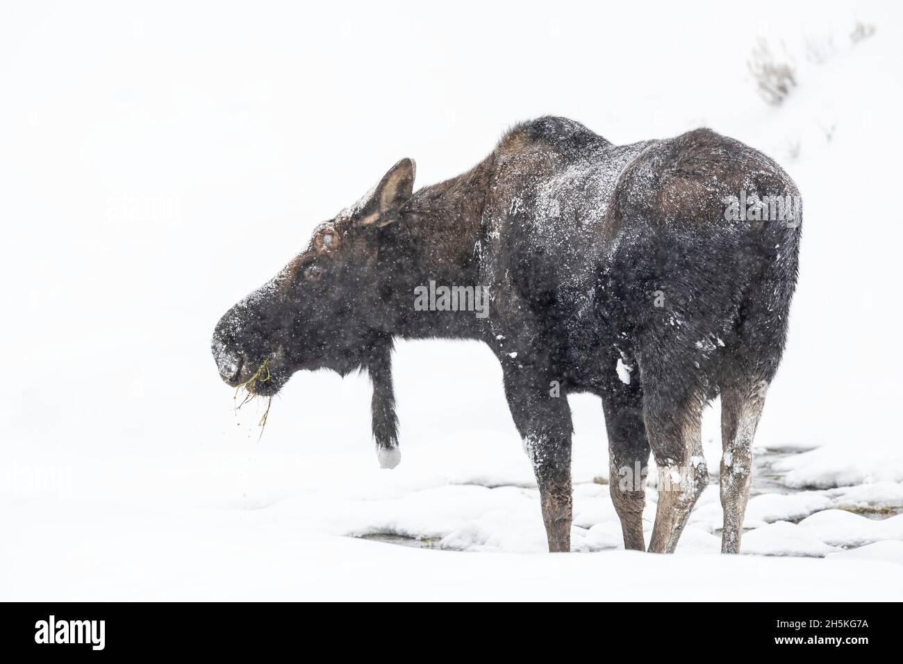 Vista tomada desde atrás de un alce de toro cubierto de heladas (Alces alces) de pie en la nieve alimentándose de hierba encontrada Foto de stock