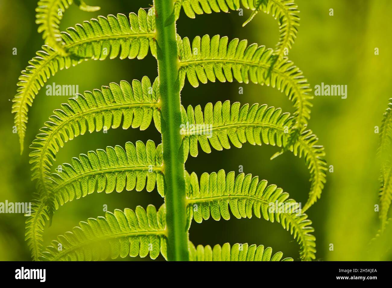 Detalle de un helecho macho o helecho de gusano (Dryopteris filix-mas); Baviera, Alemania Foto de stock