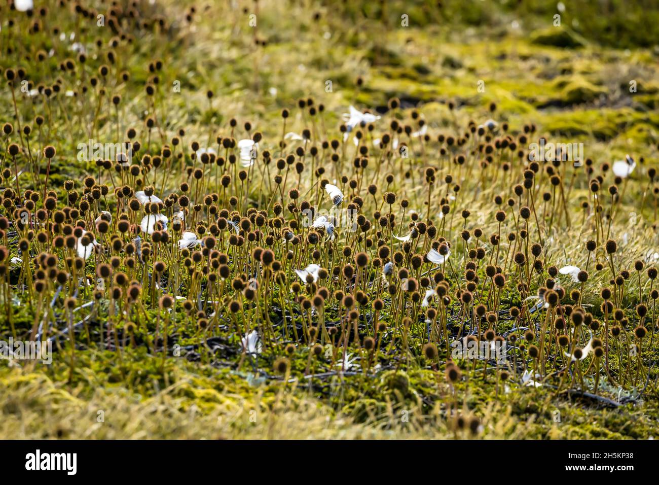 Plumas en la hierba en Steeple Jason isla en las Islas Falkland. Foto de stock