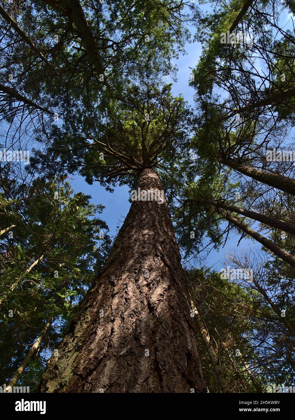 Vista vertical en ángulo bajo del majestuoso abeto Douglas (Pseudotsuga menziesii) con una edad de varios cientos de años en Lighthouse Park, West Vancouver, Canadá. Foto de stock