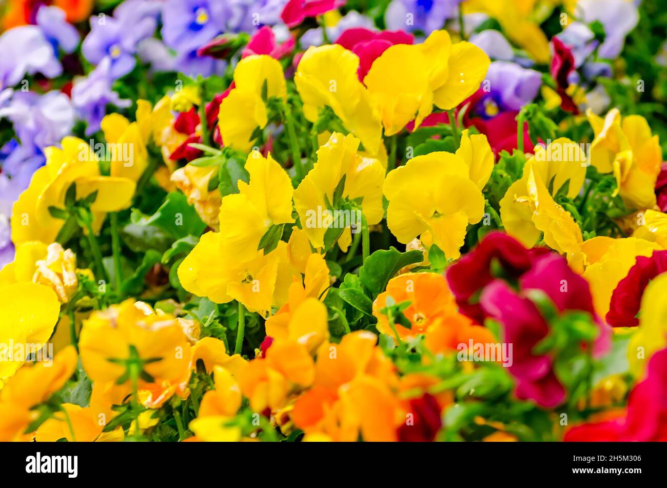 Florecen las pansies multicolores (violas), el 21 de marzo de 2012, en ...