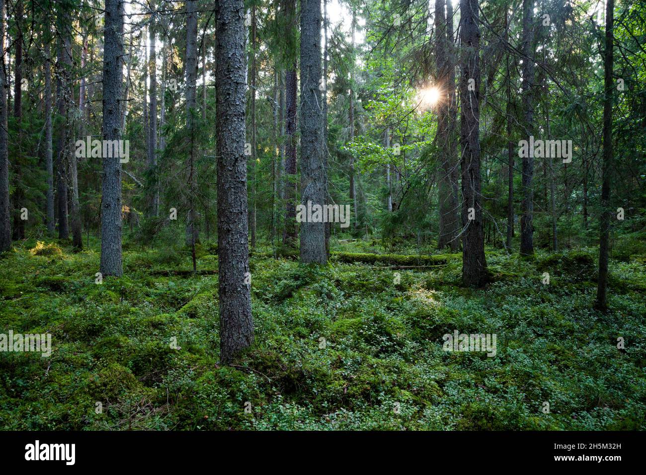 Un bosque antiguo estonio con árboles en descomposición y viejos durante una noche de verano. Foto de stock