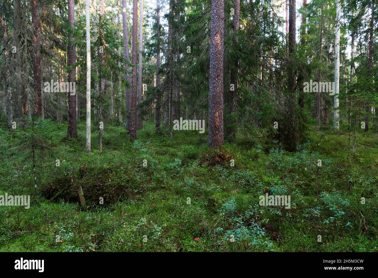 Un bosque antiguo estonio con árboles en descomposición y viejos durante una noche de verano. Foto de stock