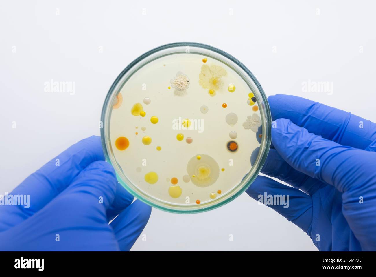 Cultivo de bacterias siembras fotografías e imágenes de alta resolución -  Alamy