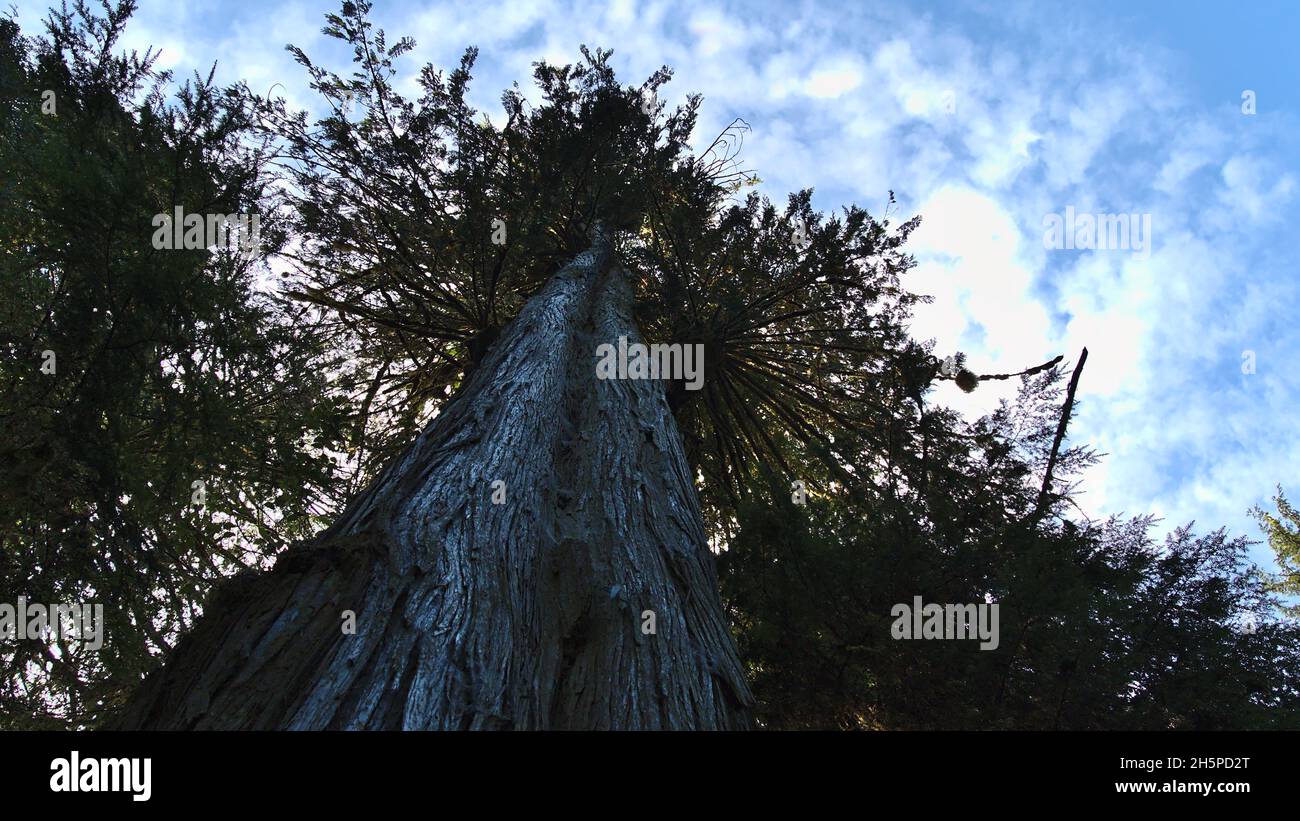 Vista en ángulo bajo del viejo abetos Douglas (Pseudotsuga menziesii) con un enorme tronco en la selva tropical templada en la Reserva del Parque Nacional del Borde del Pacífico, Canadá. Foto de stock
