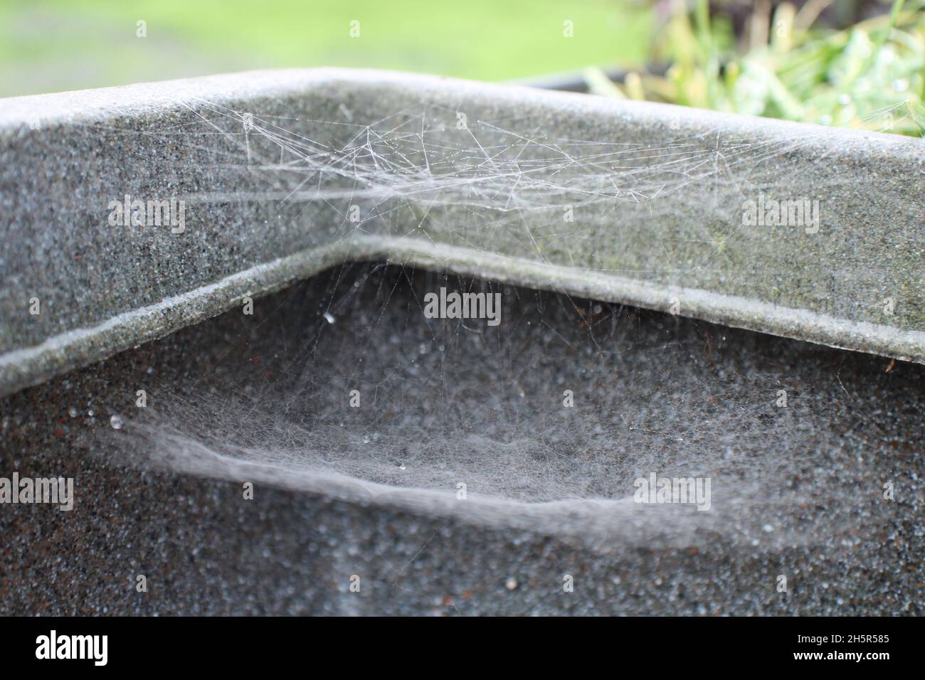 Tela de seda de araña proteinácea, tela de arañas de doble capa en la esquina de una sembradora gris Foto de stock