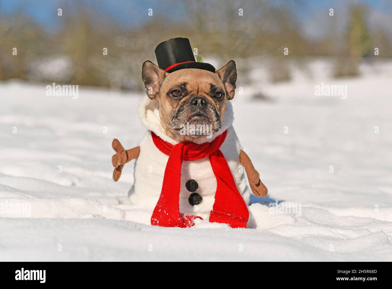 Perro Bulldog francés vestido como muñeco de con traje de baño completo con bufanda roja, brazos de palo falsos y sombrero en invierno nieve Fotografía de stock Alamy